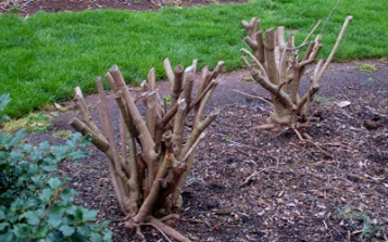 basic-shrub-pruning-8